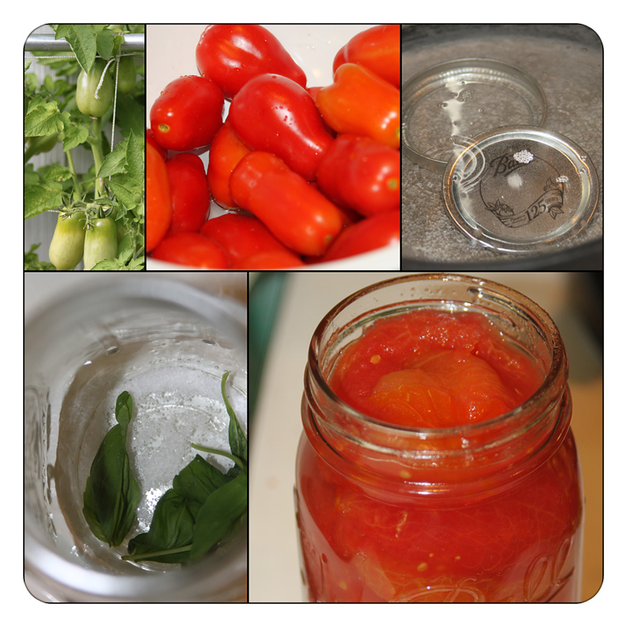 mytomatoesblog