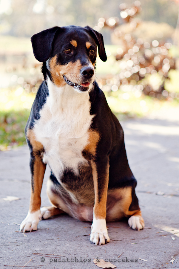 rescue_dog-3