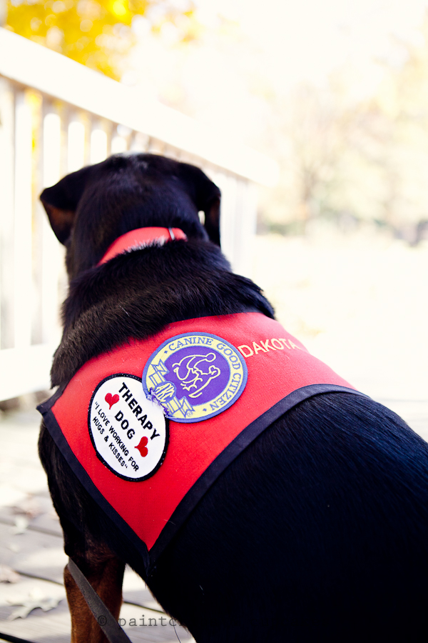 rescue_dog-7